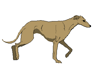 Whippet image
